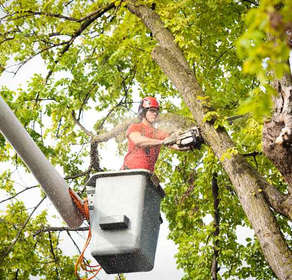 Bernardsville Tree Service