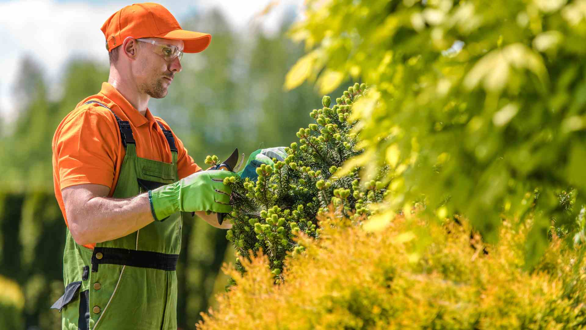 Tree Maintenance Img