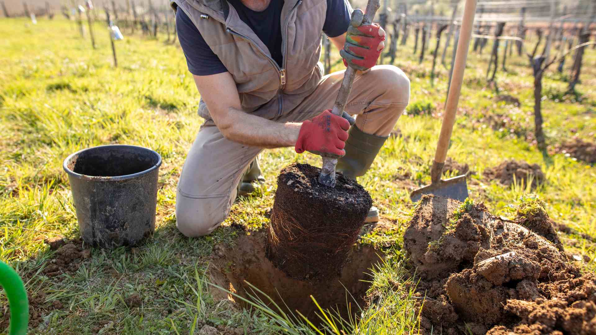 Tree Planting Img