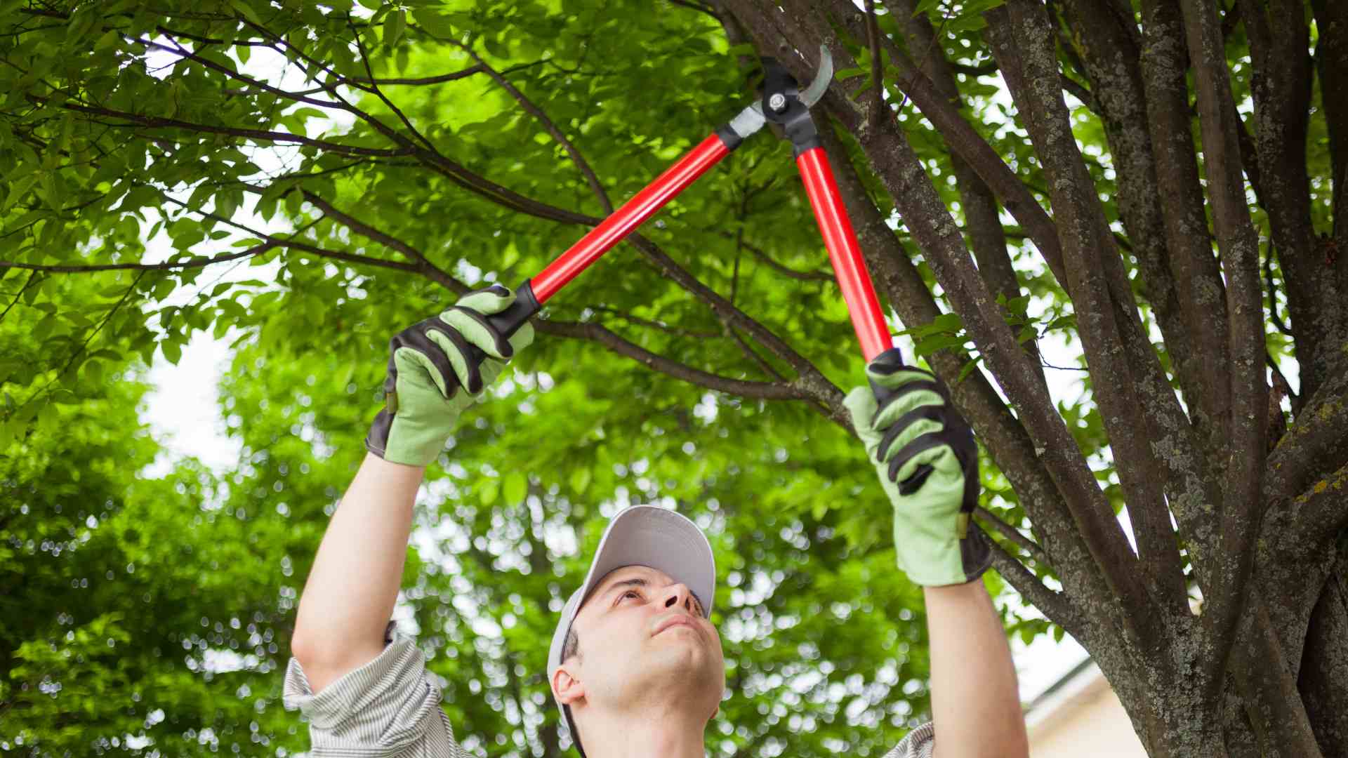 Tree Pruning Img