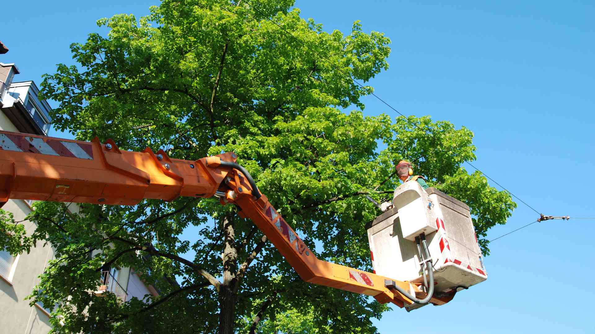 Tree Trimming Img